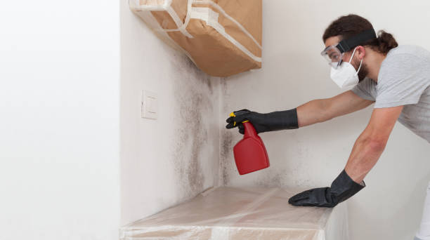 Basement Mold Remediation treatment on basement walls in Winchester
